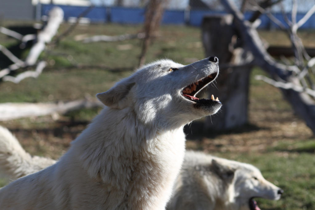 RRZ 65 by CastleGraphics on DeviantArt