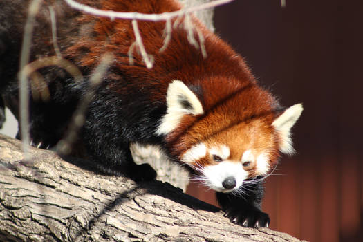 Red Panda 10