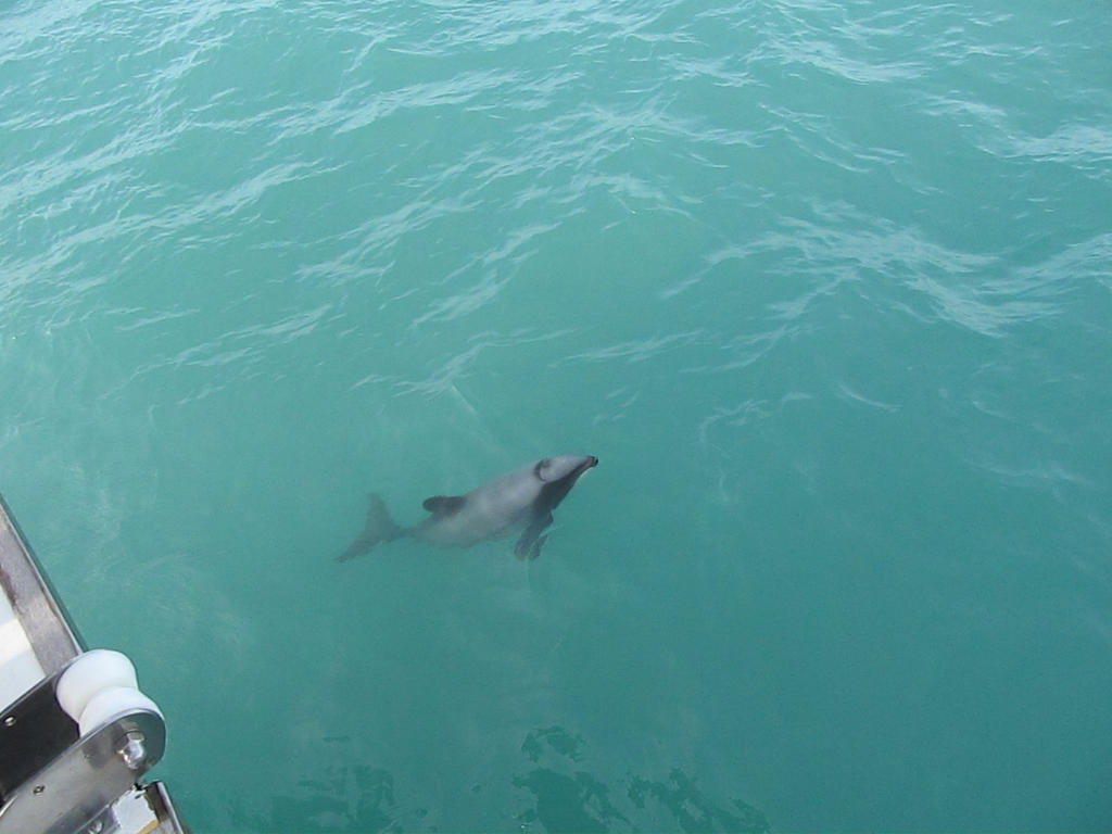 Dolphin 9 by CastleGraphics on DeviantArt