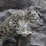 Snow Leopard 2