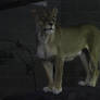 African Lion 16