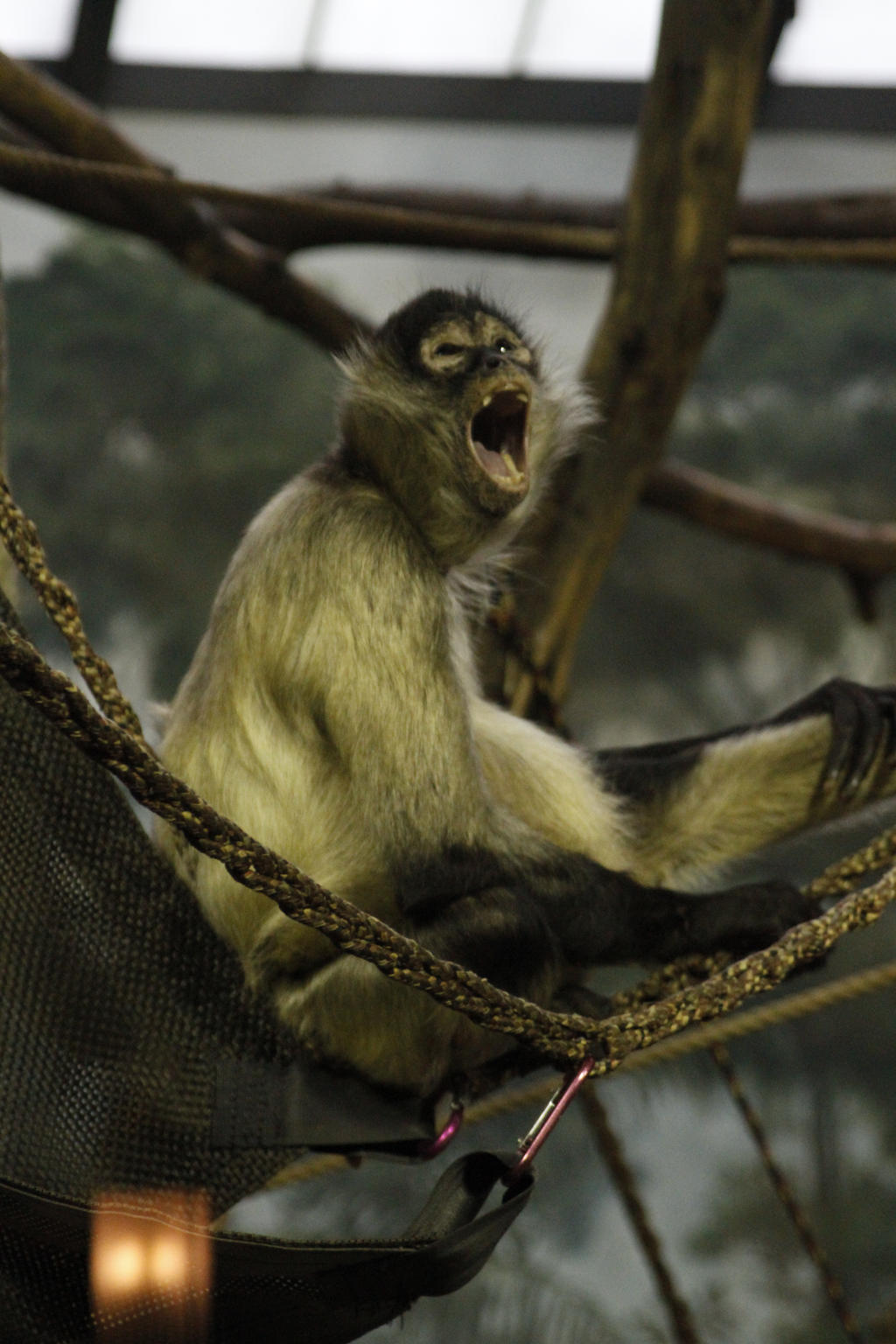 Spider Monkey Deviantart Spider Monkey 3 by CastleGraphics on DeviantArt