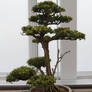 Bonsai Tree 2