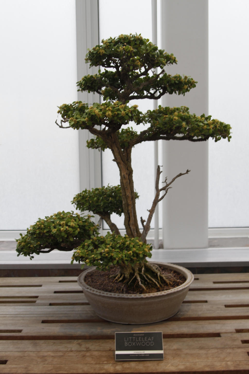 Bonsai Tree 2