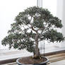 Bonsai Tree 5