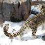 Snow Leopard 44