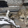 Snow Leopard 48