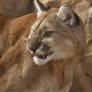 Cougar 9