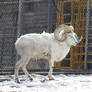 Dall Sheep 5