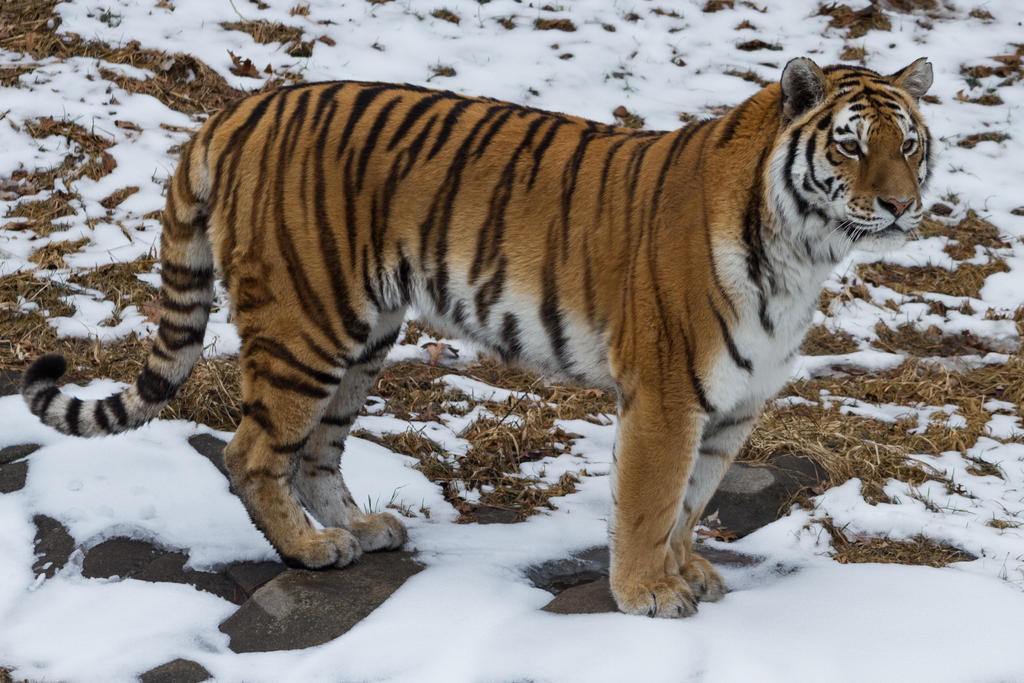 Amur Tiger 19