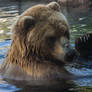 Brown Bear 13