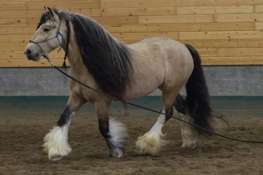 Gypsy Vanner 5