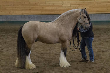 Gypsy Vanner 10