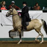 Saddlebred 2