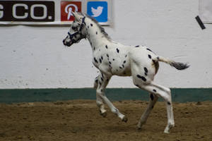 Appaloosa Foal 2