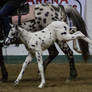 Appaloosa Foal 8