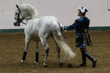 Lusitano 2