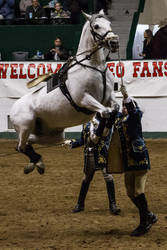 Lusitano 21