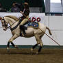 Lusitano 32