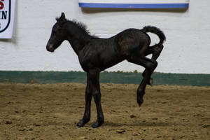 Friesian Foal 2