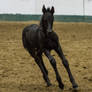 Friesian Foal 6