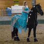 Friesian 28