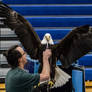 Bald Eagle 6