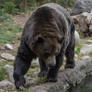 Brown Bear 17
