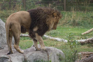 African Lion 23