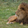 African Lion 31