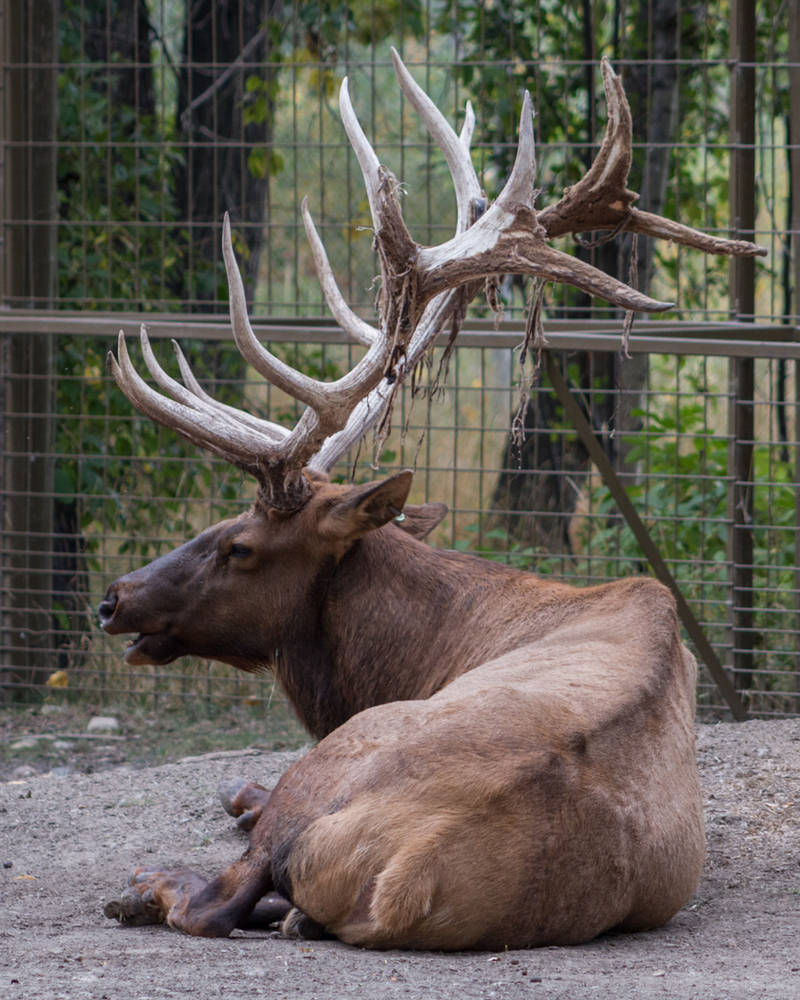 Elk 1 by CastleGraphics Elk 1 by CastleGraphics
