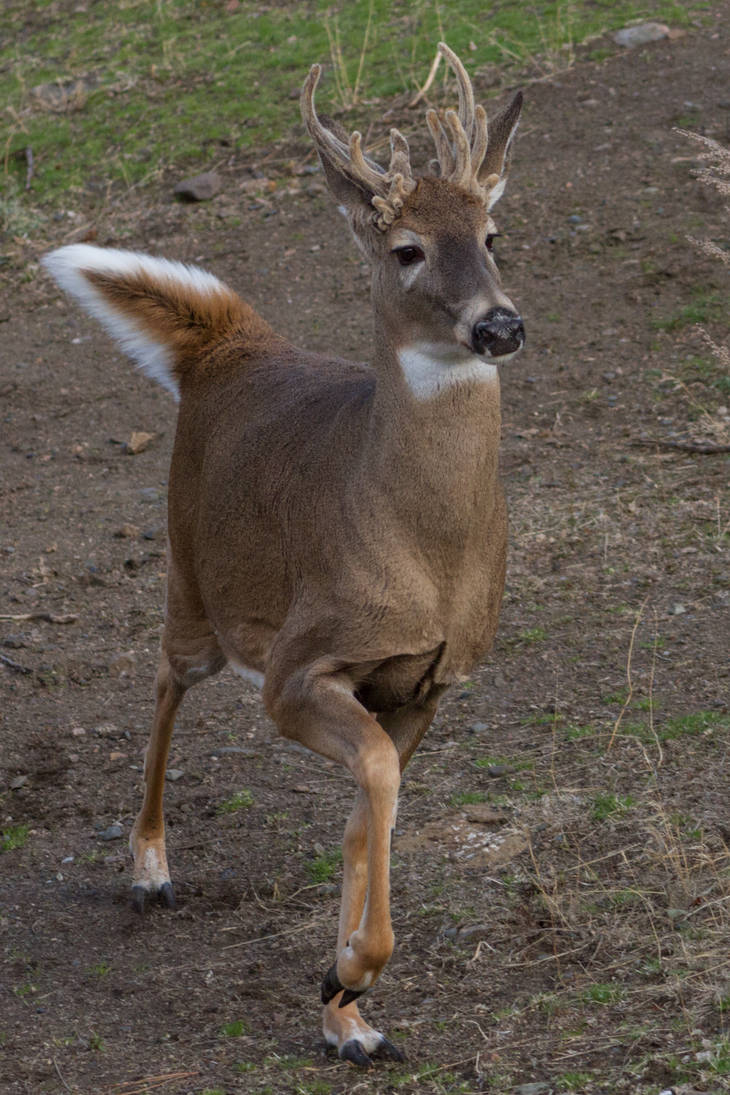 White-Tailed Deer 11 by CastleGraphics White-Tailed Deer 11 by CastleGraphics