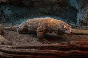 Komodo Dragon 3