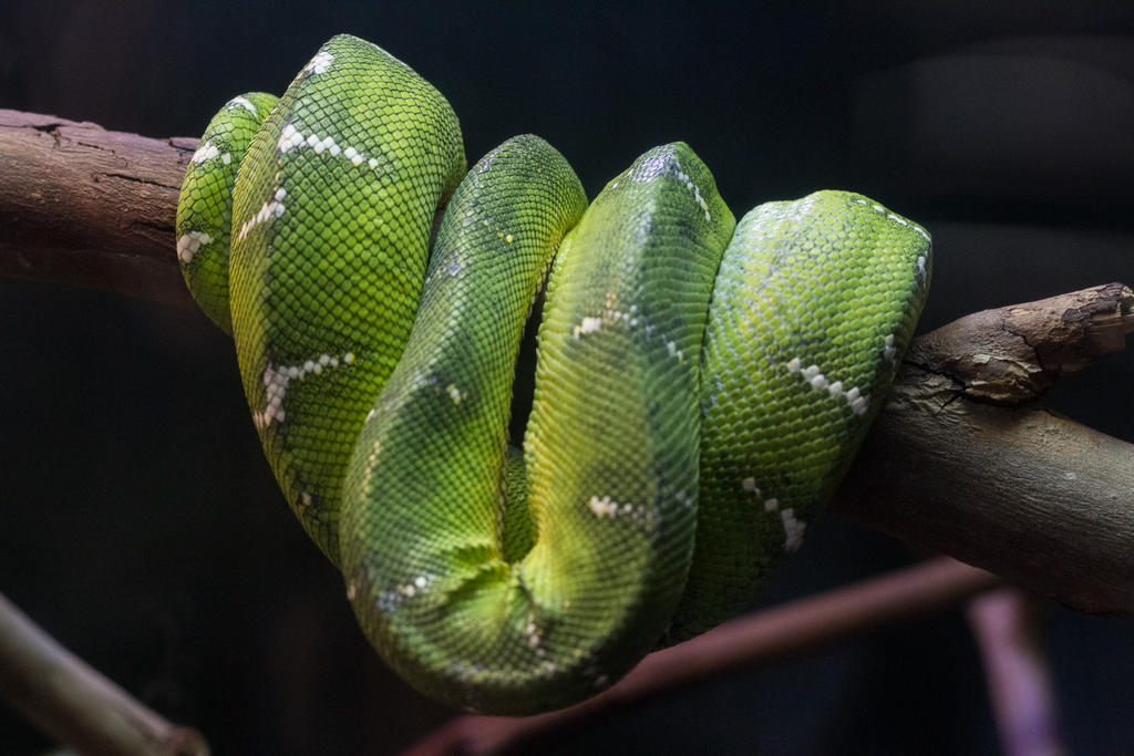 Emerald Tree Python 3 by CastleGraphics on DeviantArt