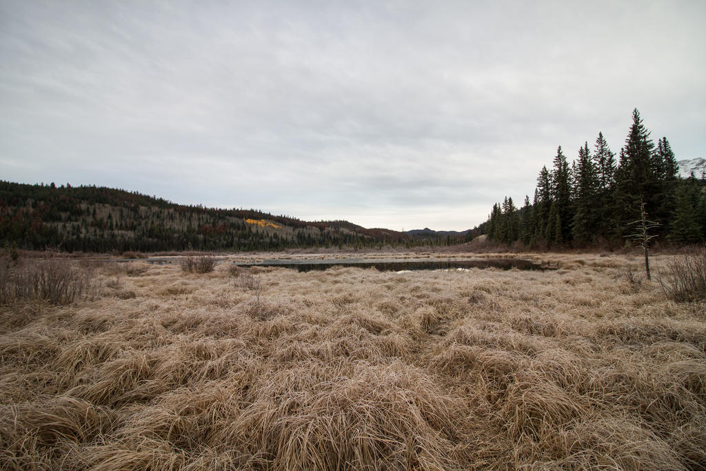 Landscape 198