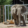 African Elephant 1