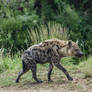 Spotted Hyena 3