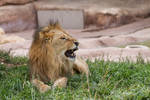 African Lion 77