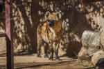 Spotted Hyena 20