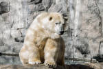 Polar Bear 2 by CastleGraphics