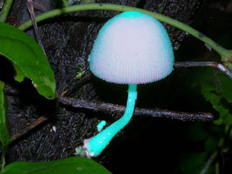 Blue Shroom