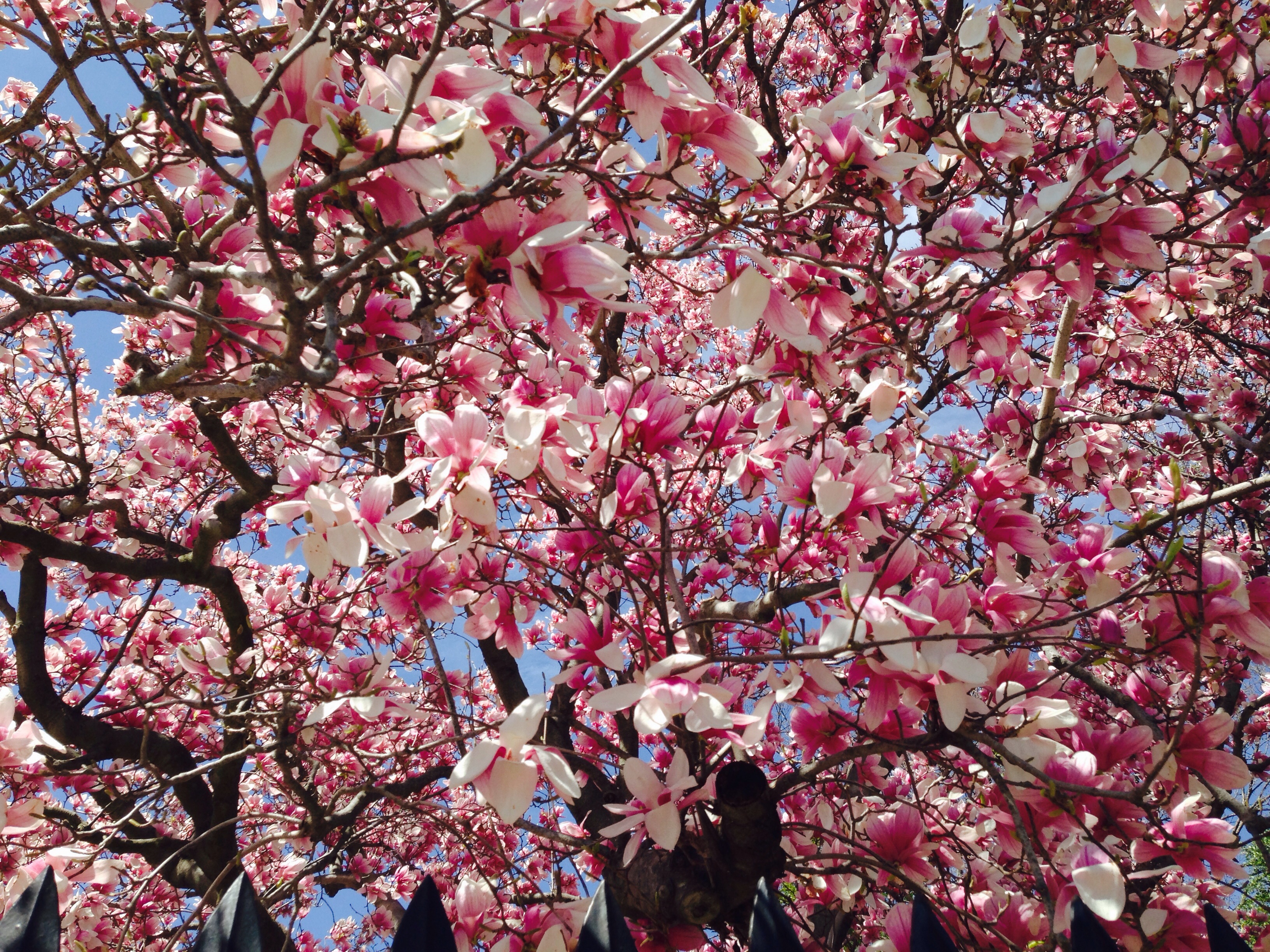 Cherry Blossoms