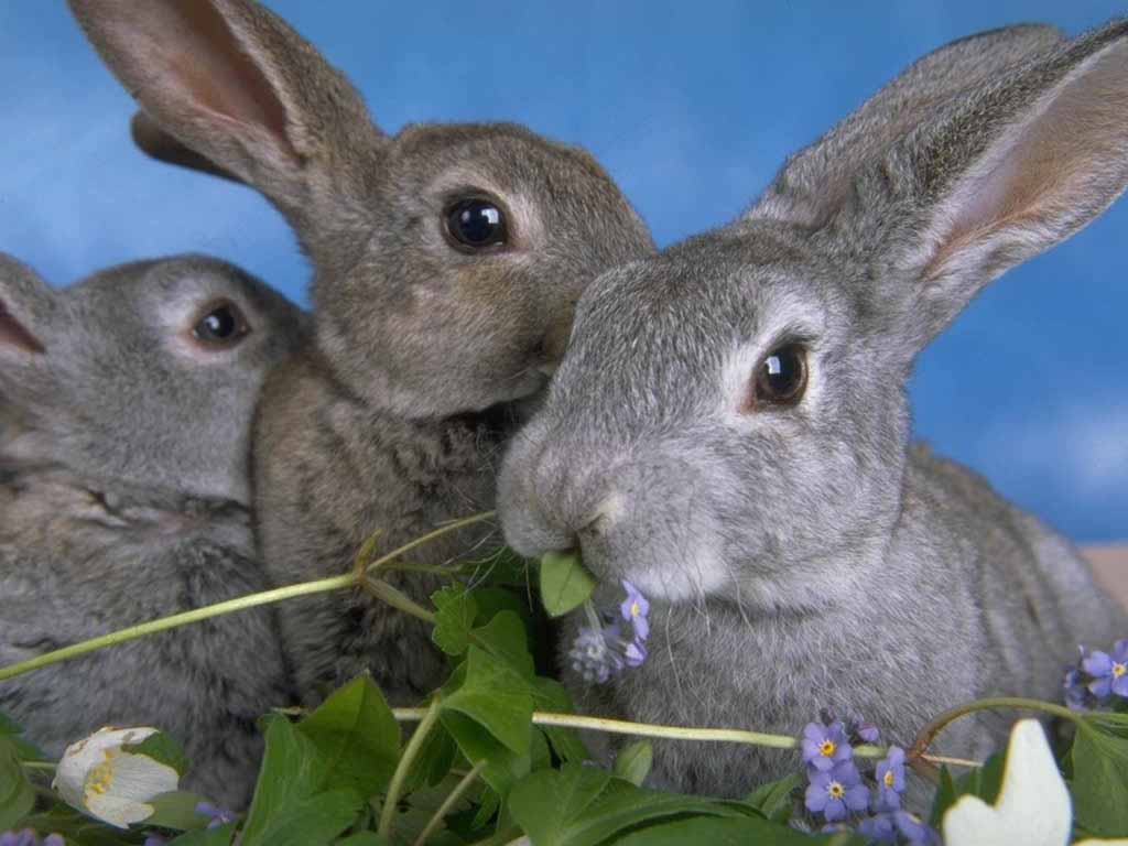 Bunny-Rabbits