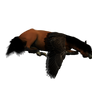 Pegasus