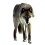 PNG Wolf