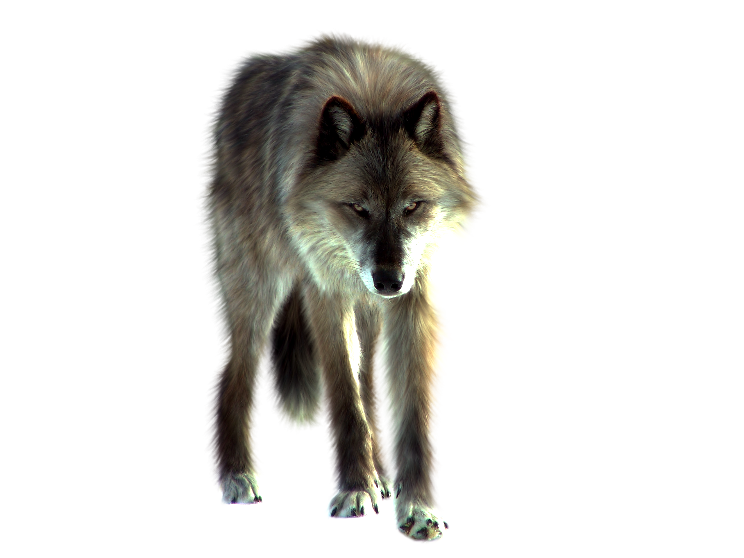 PNG Wolf