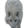 White Wolf