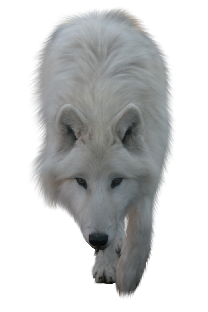 White Wolf by ITSDura