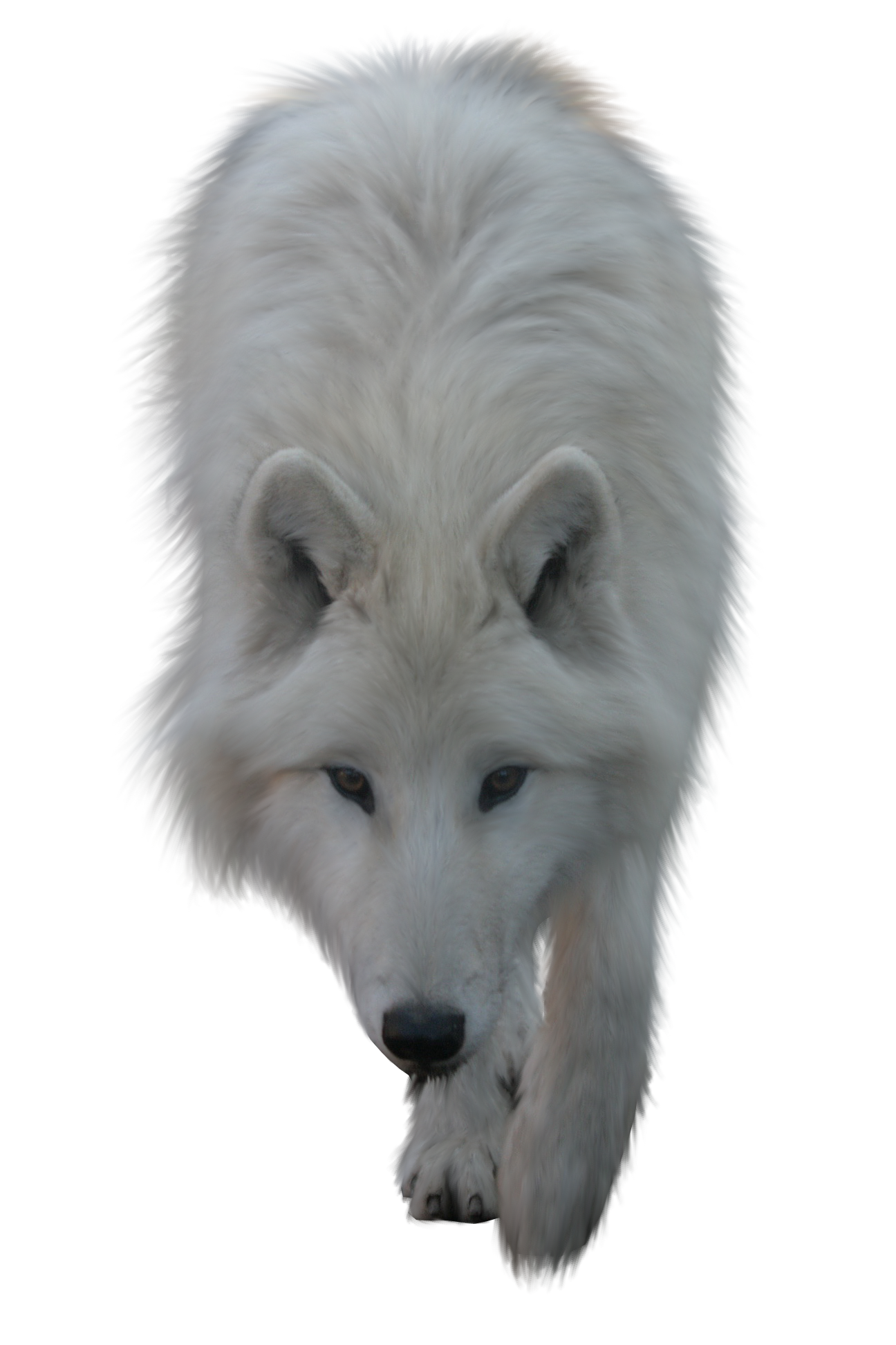 White Wolf by ITSDura