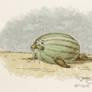 walrusmelon